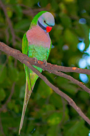 A plum headed parakeet