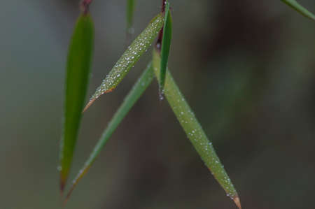 Water dropletsの写真素材