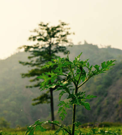 Tree