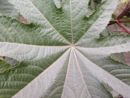 Closeup view of a green leafの写真素材