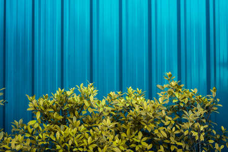 Green leaves above blue Metal sheet wall