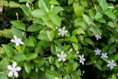 White Jasmine Flowerの写真素材