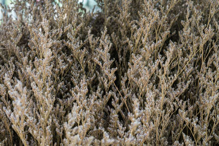 dried flowersの写真素材