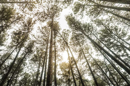 Panoramic View Inside Coniferousの写真素材