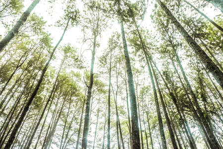 Panoramic View Inside Coniferousの写真素材