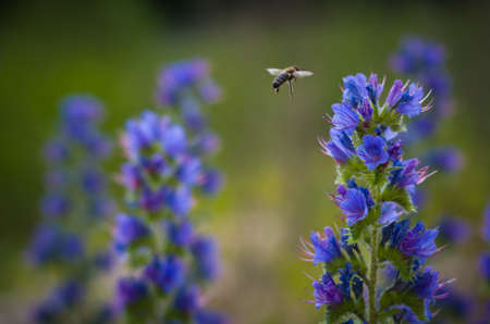 The bee flies to collect nectar from blue flowers.
