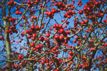 Hawthorn berries against the blue sky.の写真素材