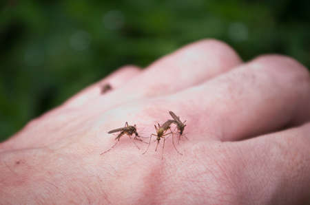 Bloodthirsty mosquitoes sucking human blood.の写真素材