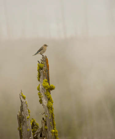 Foggy Friendの写真素材
