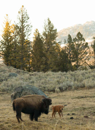 Mother and Babyの写真素材