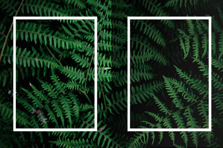 tropical tree background and white frame dark green fern wallpaper Dark green forest backdrop, nature-toned page layout background, green fern and white frame, gradation.の写真素材