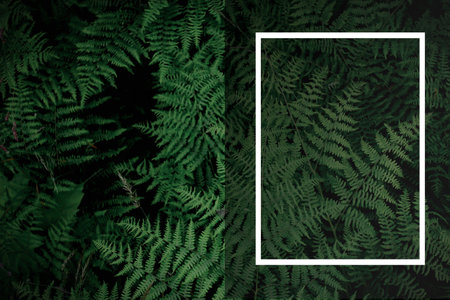 tropical tree background and white frame dark green fern wallpaper Dark green forest backdrop, nature-toned page layout background, green fern and white frame, gradation.の写真素材