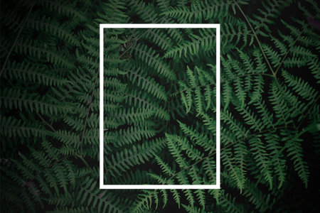 tropical tree background and white frame dark green fern wallpaper Dark green forest backdrop, nature-toned page layout background, green fern and white frame, gradation.の写真素材