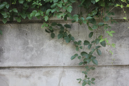 Plastered concrete walls have creepers and weeds.の写真素材