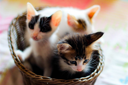 Three colored kittens in a brown wicker basket in thailand.の写真素材