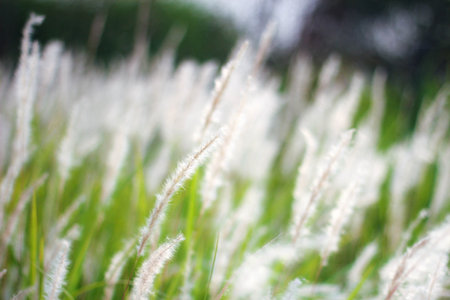 The Fountain Grass White in a meadow in a tropical country in thailand.の写真素材