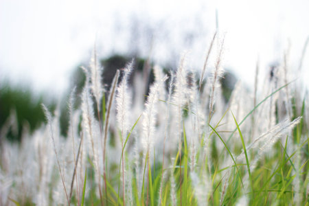 The Fountain Grass White in a meadow in a tropical country in thailand.の写真素材