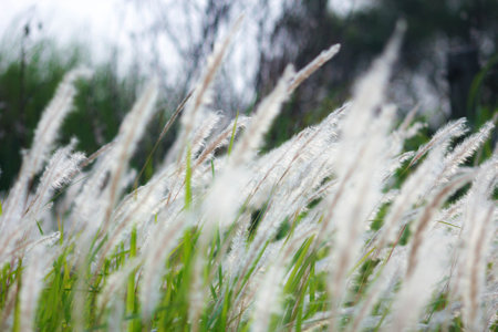The Fountain Grass White in a meadow in a tropical country in thailand.の写真素材