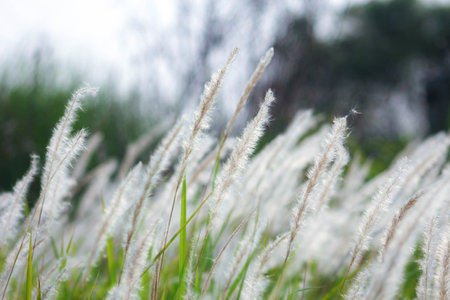 The Fountain Grass White in a meadow in a tropical country in thailand.の写真素材