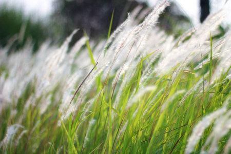 The Fountain Grass White in a meadow in a tropical country in thailand.の写真素材