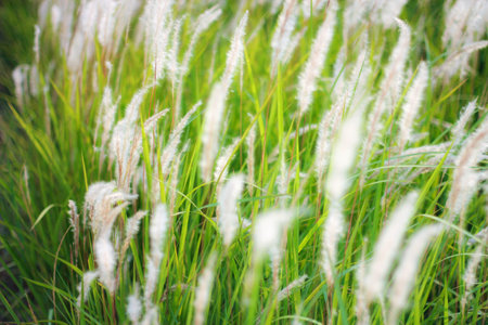 The Fountain Grass White in a meadow in a tropical country in thailand.の写真素材