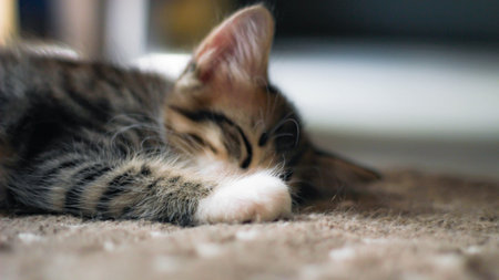 The kitten is sleeping comfortably on the carpet in my house.の写真素材