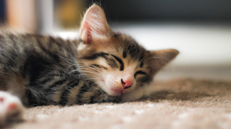The kitten is sleeping comfortably on the carpet in my house.の写真素材