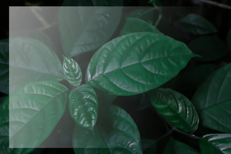 Green leaves background with copy space for text or image, nature concept