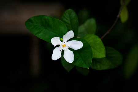 Jasmine flower on black background. (Scientific name: Gardenia jasminoides)の写真素材