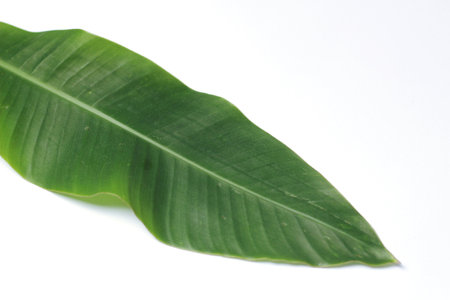 Green leaf on white background with copy space for text or image, leaf bird of paradise, isolateの写真素材