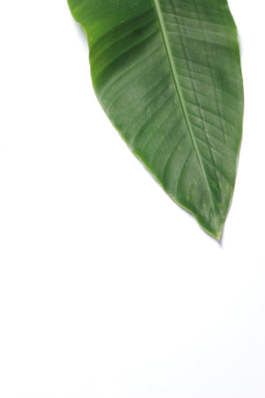 Green leaf on white background with copy space for text or image, leaf bird of paradise, isolateの写真素材