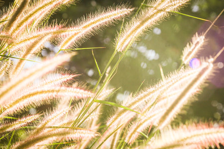 Grass flower field in the morning, Asian country, white grass flowers reflect yellow light in the morningの写真素材