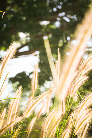 Grass flower field in the morning, Asian country, white grass flowers reflect yellow light in the morningの写真素材