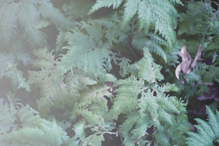 Green ferns in the garden with filter effect retro vintage style