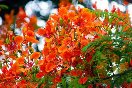 Flamboyant flower or Flame tree, Royal Poincianaの写真素材
