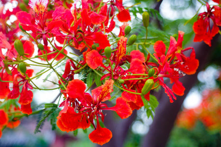 Flamboyant flower or Royal Poinciana or Flamboyant flower