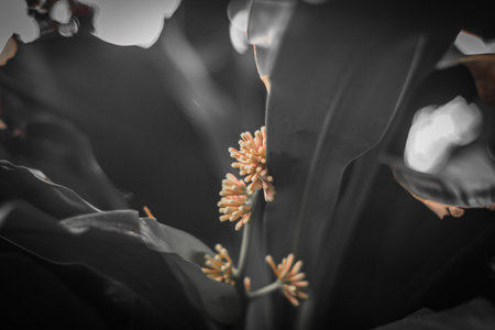 Blurred abstract background. Close up of pink flowers on black background