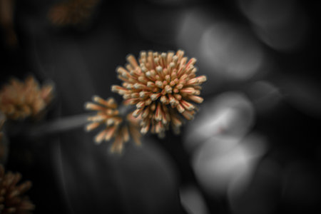 Blurred abstract background. Close up of pink flowers on black background