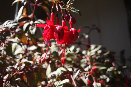 A cluster of deep red Fuchsia flowers, each with intricate petals and delicate stamens, creates a stunning floral display.の写真素材