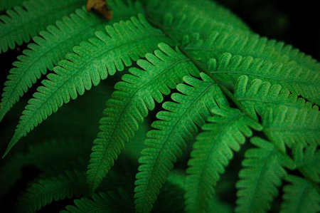 A close-up of vibrant green fern leaves with intricate patterns, accented by a single dried brown...
