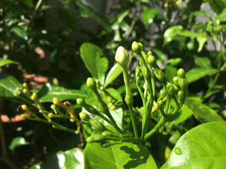 Pud flowerの写真素材