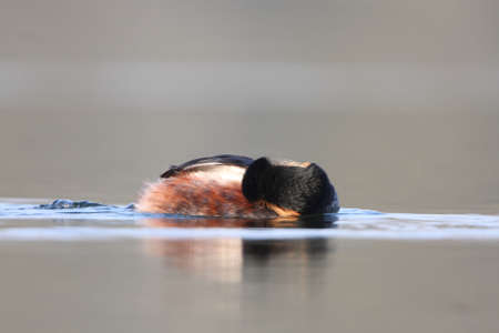 Black-necked grebe cleaning his feathersの写真素材