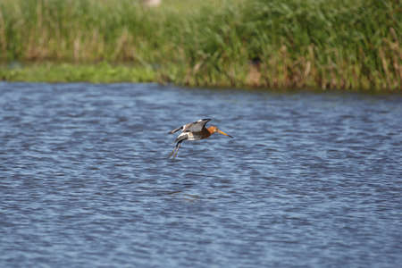 Blacktailed godwit
