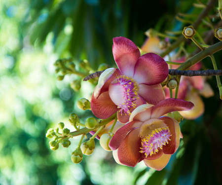 big flower