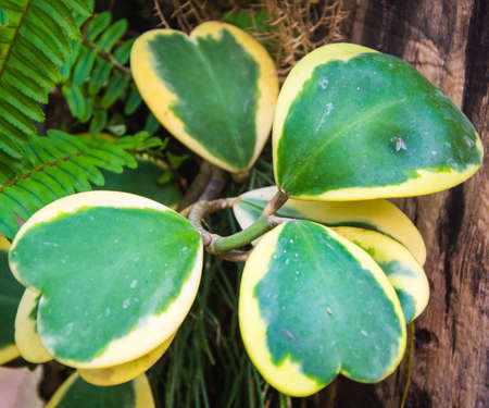 Plant heartの写真素材