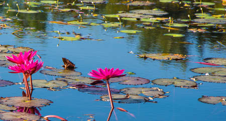 red lotus