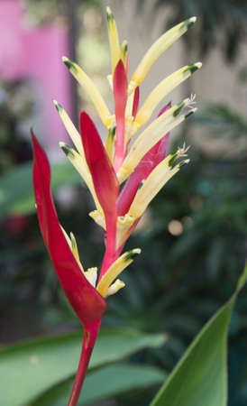 Exotic flowersの写真素材