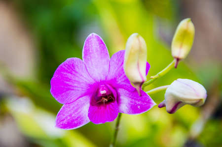 Purple flowersの写真素材