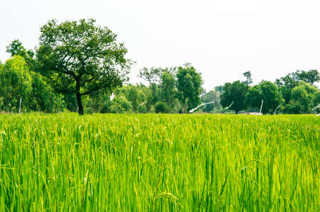 Cropsの写真素材