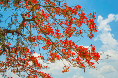 red flowerの写真素材